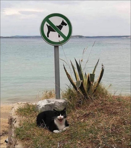 Picture of a cat under a no dogs sign