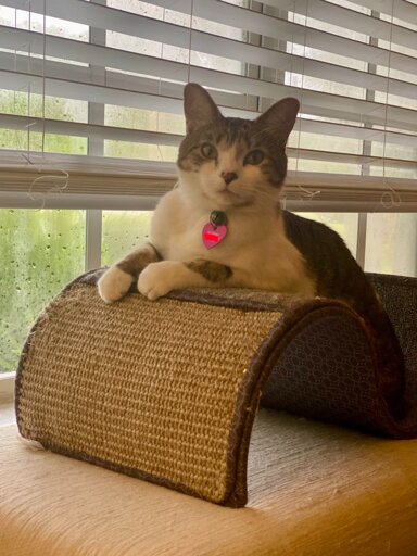 A grey and white bicolor cat sitting on a arched shaped scratching thingy in front of a window